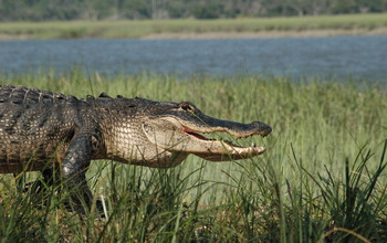 Alligator traveling to marshes